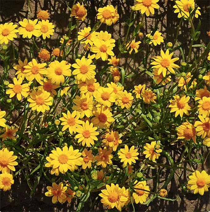 2300 Goldfields Seeds - Carpet of Low Growing Yellow Daisy Type of Wildflower for Sandy and Dry Clay Soils