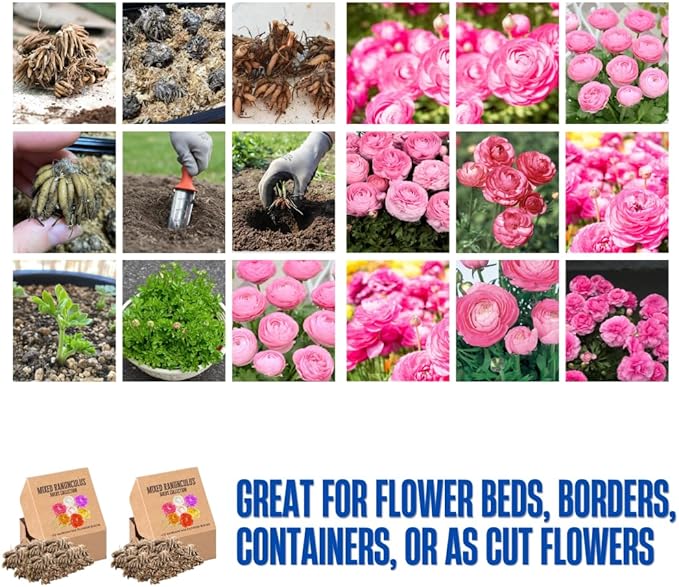 Pack 25 Ranunculus Bulbs for Planting, Pink Ranunculus Corms, Butterfly Ranunculus Flowers Bulbs to Grow, Peony Buttercup Ranunculus
