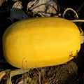 Vegetable Spaghetti Winter Squash Garden Seeds - 1 Oz - Organic, Heirloom, Non-GMO - Vegetable Gardening Seed