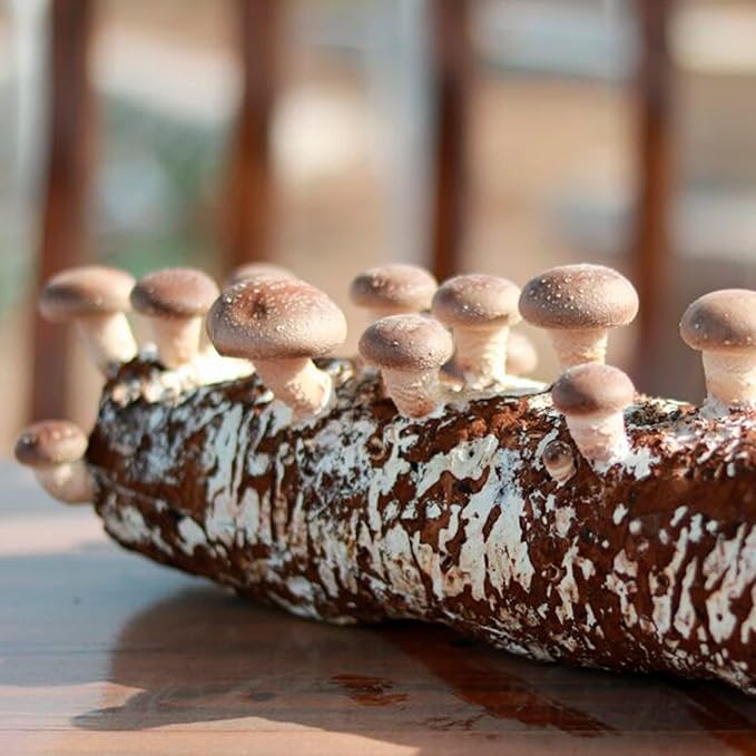 Back to the Roots Organic Shiitake Mushroom Kit; Great Gift; Easy for Beginners, For Indoor Growing (Start Growing Right Away)