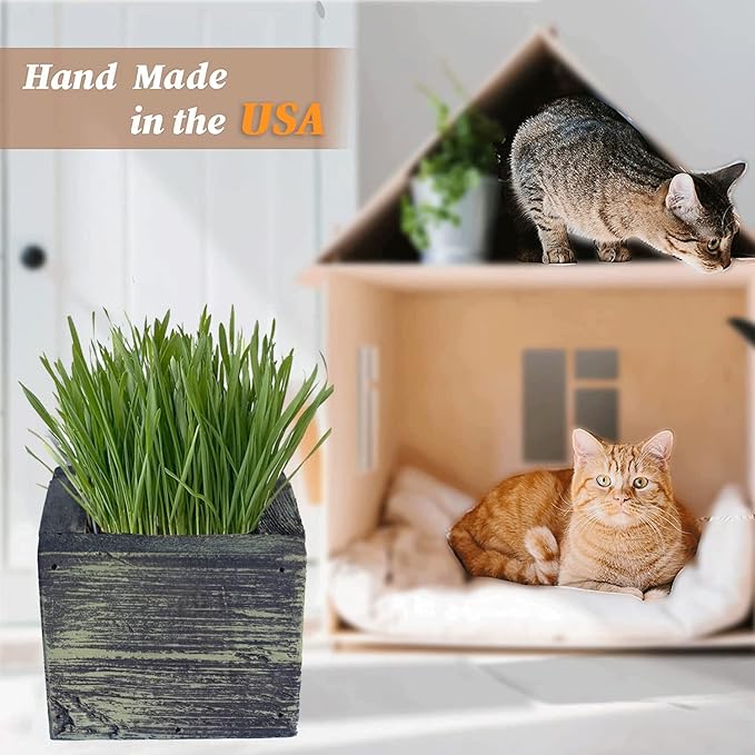Cali Kiwi Pros Cat Grass for Indoor Cats - Best Value Organic Cat Grass Starter kit, USA Made Cedar Planter, Organic Wheatgrass Seed and Soil in a Gift Box (Mossy Green)