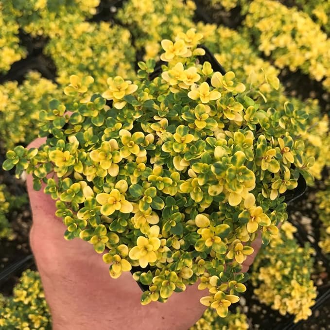Mixrug 19995+ Fragrant Yellow Creeping Thyme Seeds Ground Cover, Thymus Serpyllum Seeds,Between Stepping Stones Seed Bee-Friendly Carpet Lawn Alternative & Pathway Filler Low Maintenance