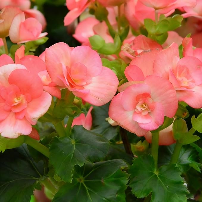 100+ Begonia Flower Seeds for Planting, Perennial Mixed Color Begonia Seed, Non-GMO Heirloom Begonia Flower Seeds for Bonsai Decoration, Home Garden
