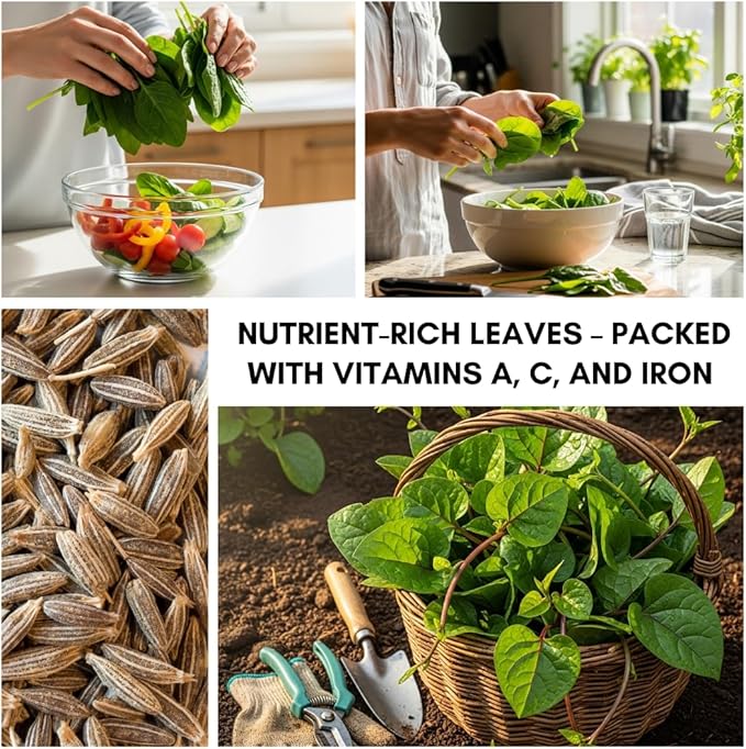 Vegetable Garden Seeds for Planting - Grow Heirloom Vegetables (Malabar Spinach)