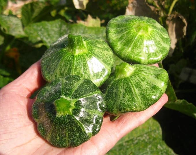 CEMEHA SEEDS - Seeds Scallopini Squash Patty Pan Zucchini Green Non GMO Vegetable for Planting