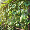 Bottle Gourd Seeds – Lagenaria Siceraria | Annual | Fast-Growing, High-Yielding & Edible/Ornamental Variety