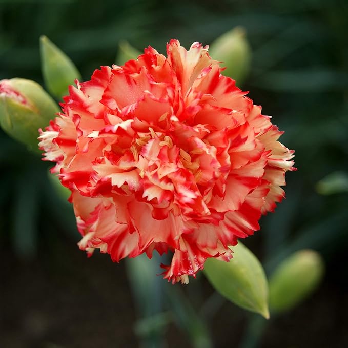 Outsidepride Avranchin Red Carnation Seeds - 2000 Pcs Perennial, Easy to Grow Flower Seeds for Planting with Fragrant Blooms, Ideal for Pollinators, Cutting Gardens, Bouquets, & Floral Arrangements