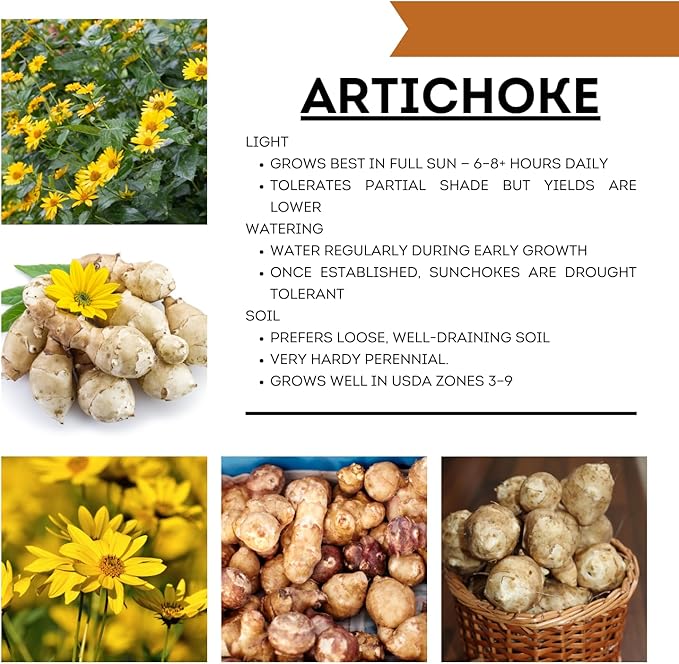 5 Jerusalem Artichoke Tubers, Sunchoke for Planting, Hardy Perennial Vegetable for Home Garden