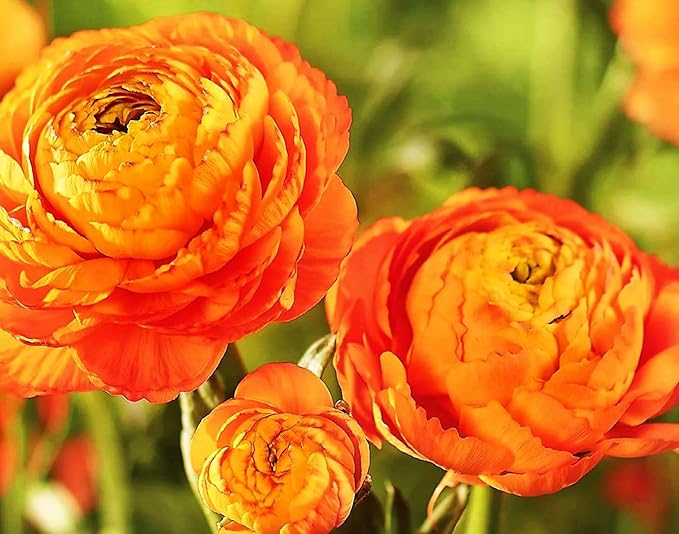 Mixed Peony Ranunculus Bulbs- Persian Buttercup -10 Corms Bulbs Flowering Blooms Perennial Bulbous Root Garden Plant (Orange)