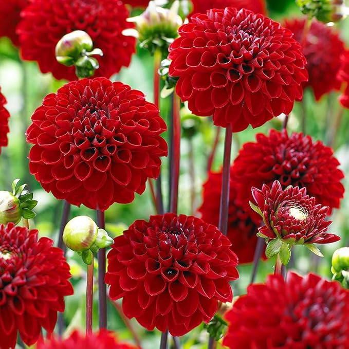 400+Perennial Mixed Dahlia Pompon Flower Seeds for Planting Ourdoor Beautiful Heirloom