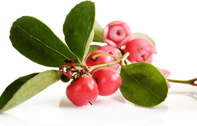 Outsidepride Wintergreen Seeds - 1000 Pcs. Perennial, Cold-Tolerant & Low Maintenance, Ground Cover Seeds for Planting Sweet, White Bell-Shaped Blooms for Versatile Uses & Pollinator Gardens