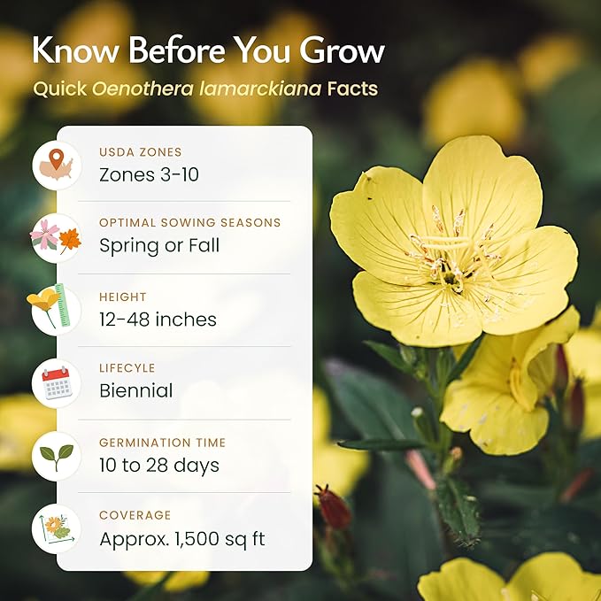 Created By Nature Evening Primrose Seeds, 44,000 Yellow Wildflower Seeds