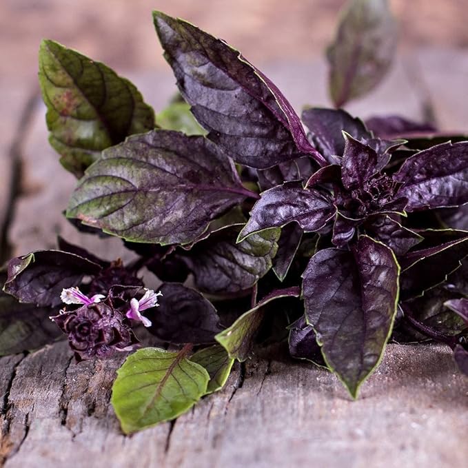 Seeds Indoor Purple Basil - Heirloom Herbs - GMO Free