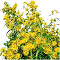 Park Seed Variety of Sunflower Plant Seeds, Easy to Grow, Perfect for Spring Garden, Prairie, Pack of 50