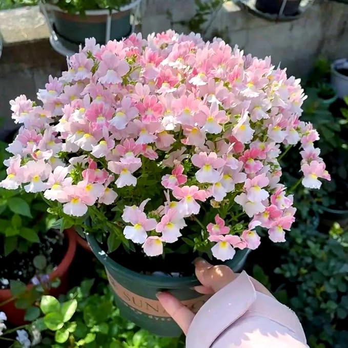 300pcs Nemesia Galaxy Flower Seeds for Planting - Vibrant Color Mix, Long Blooming Season, Compact & Fragrant, Attracts Butterflies, Perfect for Pots, Borders, Garden Beds, DIY Floral Displays