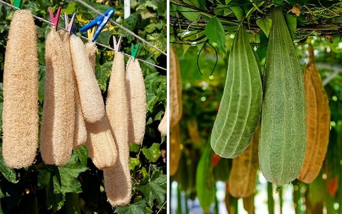 30+ PCS Luffa Gourd Seeds for Planting Loofah Sponge Gourds - Non-GMO Heirloom Climbing Vine Vegetable Veggie Home Grown Outdoor Garden