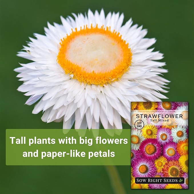 Sow Right Seeds - Tall Mixed Strawflower Seeds - Non-GMO Heirloom Packet with Instructions to Grow - Beautiful to Plant in Your Flower Garden - Cut Flower Favorite - Wonderful Gardening Gift (4)