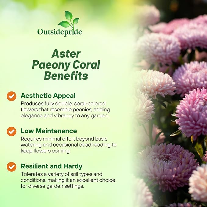 Outsidepride Paeony Aster Seeds - 1,000 Pcs Annual, Hardy & Pollinator Friendly Flower Seeds for Planting Vibrant Double Incurved Coral-Rose Petals, Ideal for Meadows & Aesthetic Gardens