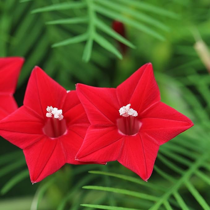 Outsidepride Red Cypress Vine Seeds - 200 Pcs Annual Flower Seeds with Nectar-Rich, Star-Shaped Flowers & Feathery, Fern-Like Leaves for Fences, Trellises, Pergolas & Vertical Gardens