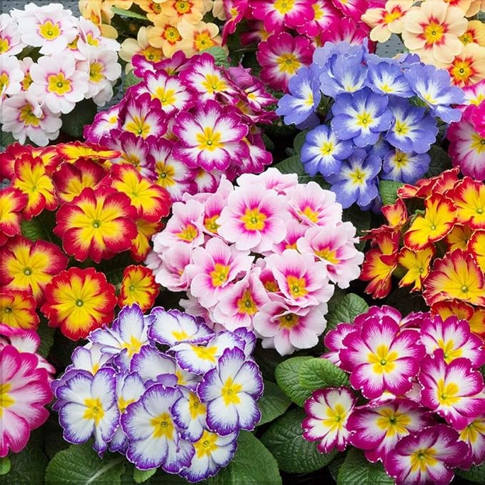 200+Mixed Primrose Primula Flower Seeds to Plant Outdoor-Perennial Primula Malacoides Seeds for Planting Non-GMO Heirloom