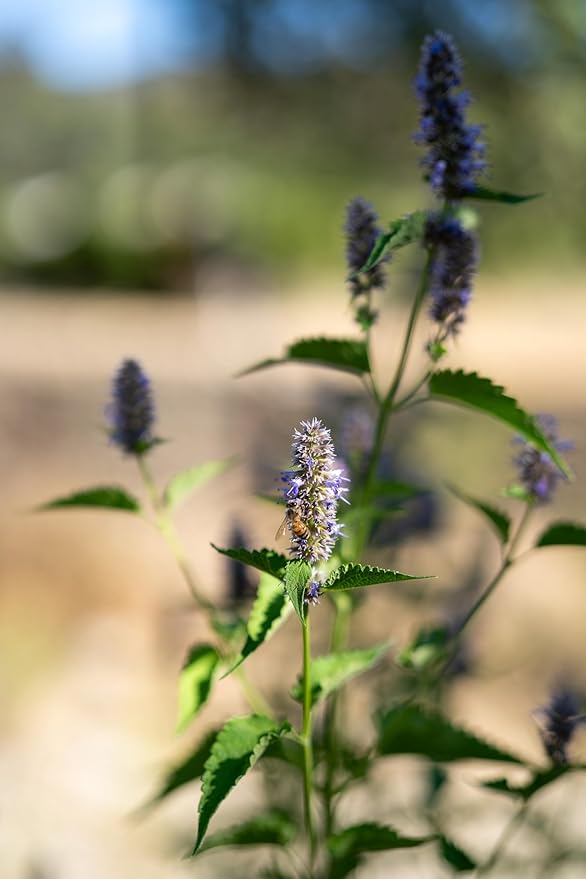 Plant Good Seed Korean Licorice Mint Seeds for Planting: Perennial Herb, Purple Flowers - 50 Seed Packet