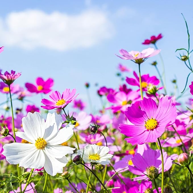 Mix Cosmos Bipinnatus Flower Seeds - Garden Cosmos Mexican Aster 11 Colors Non-GMO | Organic | Heirloom (10g)