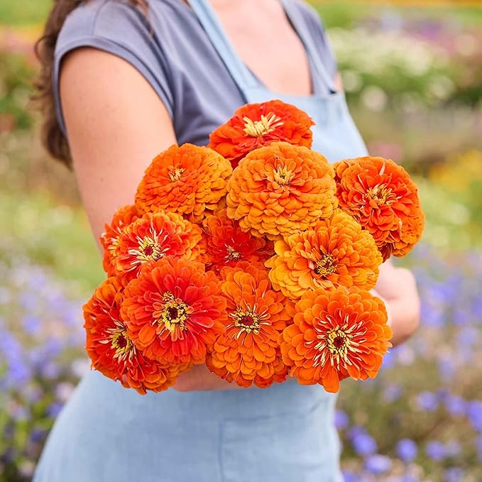 Eden Brothers Zinnia Seeds - Benary Giant Orange