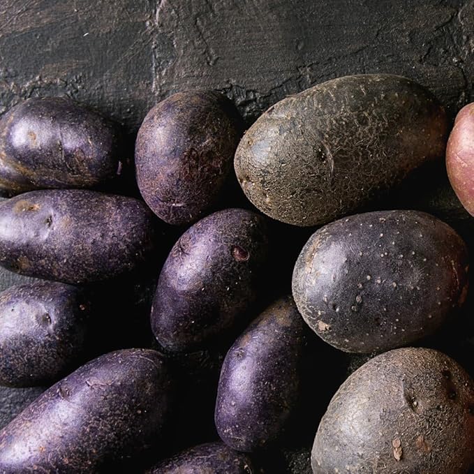 2 Lbs Purple Potato Tubers High Yielding for Outdoor Planting, Vegetables Potatoes Plants Bulbs Seeds, Heirloom Seed Potato Live Tuber