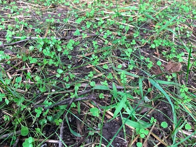 Flawn Seed Kits Micro Clover Seed, 2.2 Oz, Organic Coated, Eco-Friendly, Low Growing, Low Maintenance, Lawn Alternative, Compostable Pouch, Covers Up to 500 Sqft