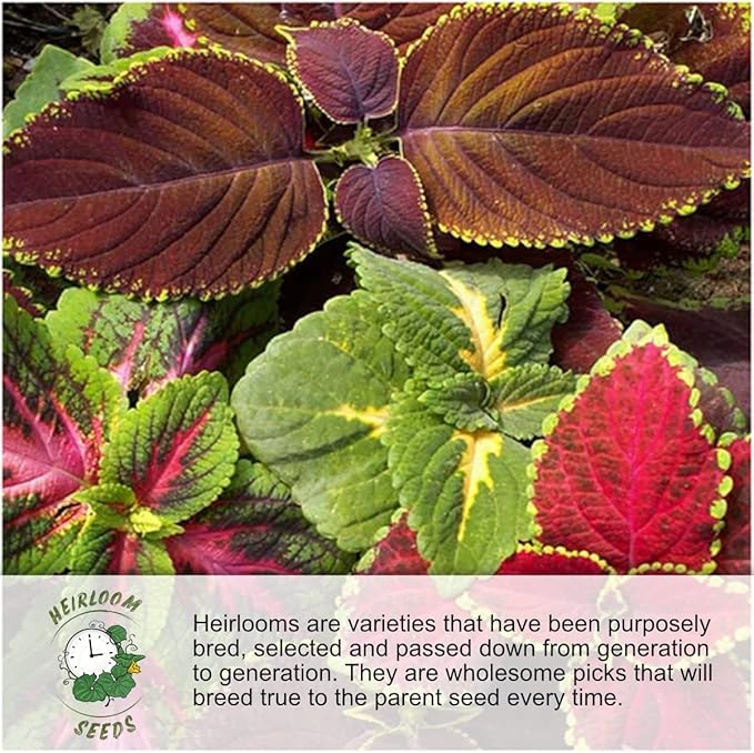Seed Needs Milkweed Seeds for Planting White Asclepias incarnata - Heirloom & Open Pollinated Wildflower Seed to Plant Perennial Flowers in a Butterfly Garden (1 Pack)