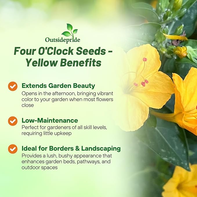 Outsidepride Yellow Four O'clock Flower Seeds - 1/4 lb Perennial Fragrant, Trumpet-Shaped Blooms, Deer-Proof & Easy to Grow, for Pollinator & Evening Gardens, Containers, Hedges, or Borders