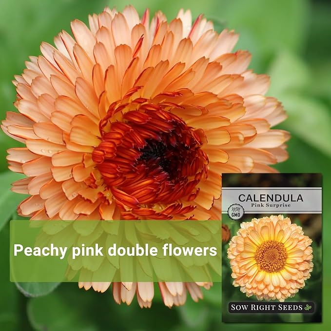 Sow Right Seeds - Pink Surprise Calendula Seeds for Planting - Gorgeous Garden Flowers - Guaranteed to Grow - Non-GMO Heirloom Variety - Ideal for Outdoor Gardening and Pollinator Attraction (1)
