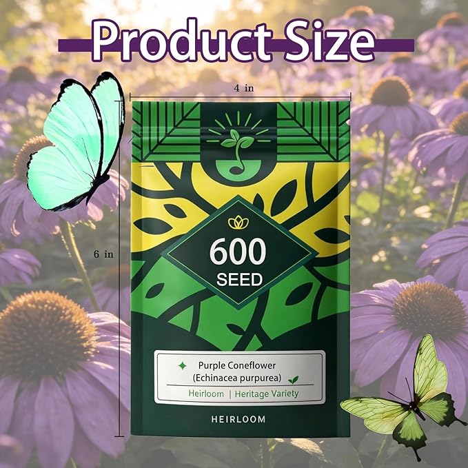 Purple Coneflower Seeds (Echinacea purpurea), Hardy Native Perennial Flowers, Long Flowering Period, Great for Making Cut Flowers, Borders Prairie Garden Planting, Pack of 600 Seeds