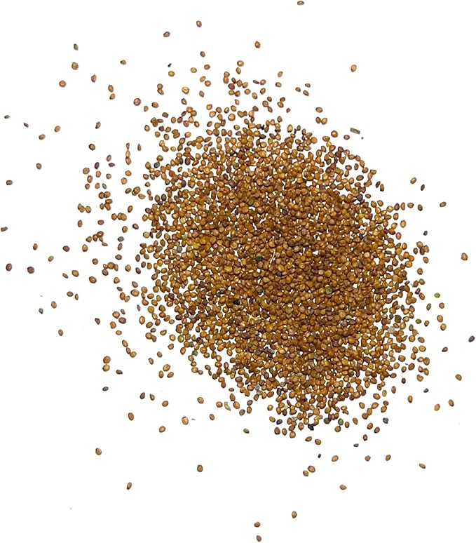 Seed Needs Watercress Seeds for Planting Nasturtium officinale - Non-GMO Heirloom & Untreated - Plant Your own Home Grown Culinary Herb Garden Indoors or Outdoors (5 Packs)