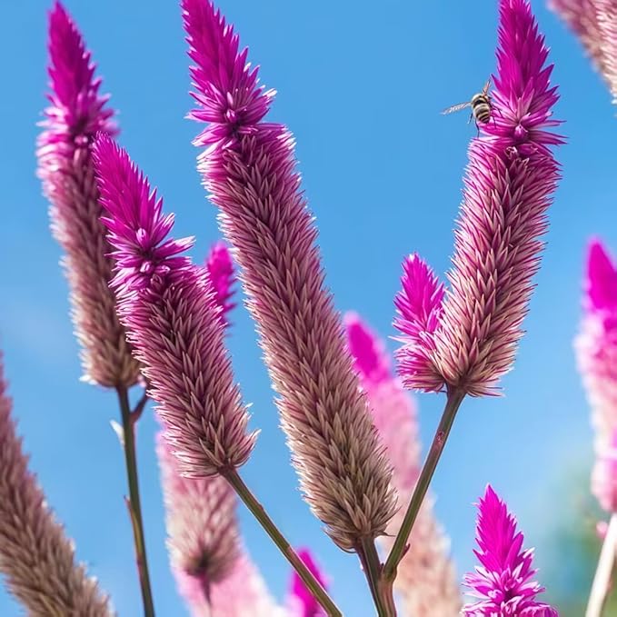 Celosia Argentea Seeds - 1000 Pcs Perennial Tall Weather-Resistant Flower Seeds, Vibrant Plumes for Containers, Borders, Pollinator Gardens & House Plants