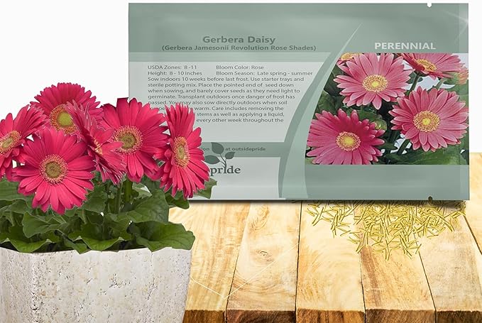 Outsidepride Rose Shades Gerbera Seeds - 20 Pcs Perennial, Compact & Low Maintenance, Flower Seeds for Planting w/Vibrant Rose Blooms, Ideal for Garden Landscaping & Cut Flower Arrangements