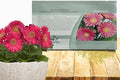 Outsidepride Rose Shades Gerbera Seeds - 20 Pcs Perennial, Compact & Low Maintenance, Flower Seeds for Planting w/Vibrant Rose Blooms, Ideal for Garden Landscaping & Cut Flower Arrangements