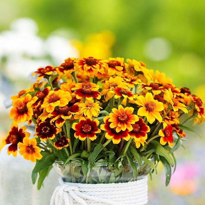 Eden Brothers Mexican Zinnia Seeds - Persian Carpet, Non-GMO Seeds for Planting, Packet | Low-Maintenance Flower Seeds, Plant During Spring, Zones 3, 4, 5, 6, 7, 8, 9, 10
