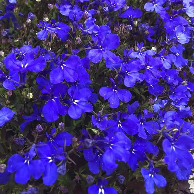 100Pcs Blue Lobelia Seeds for Planting & Growing Outdoor Grow Blue Flowers in Pots Basket Gardens Multicolor Flowers Seeds