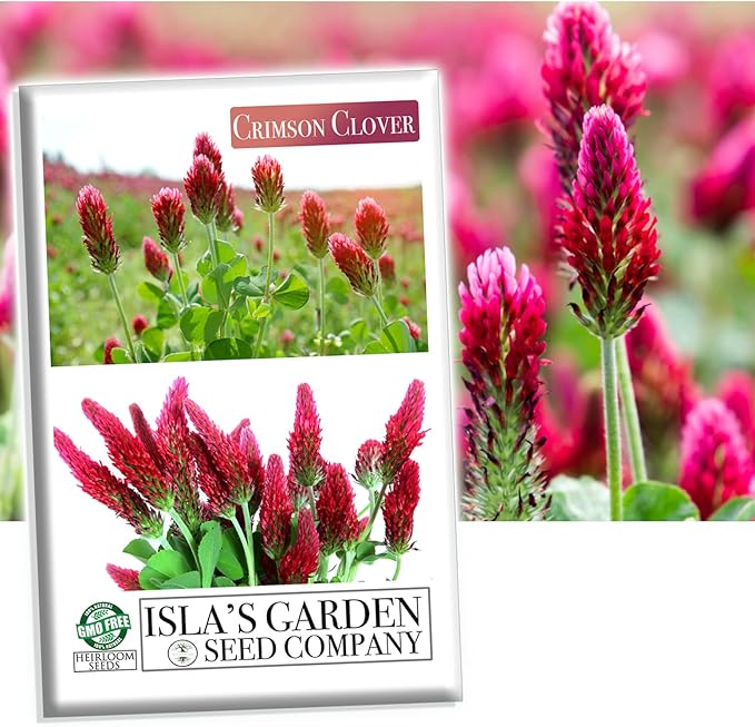 Crimson Clover Seeds for Planting, 1500+ Seeds/Packet, Thick Foliage, Ground Cover & Soil Enhancing-Low Maintenance Flowering Plant, Attracts Pollinators, (Isla's Garden Seeds), Trifolium incarnatum