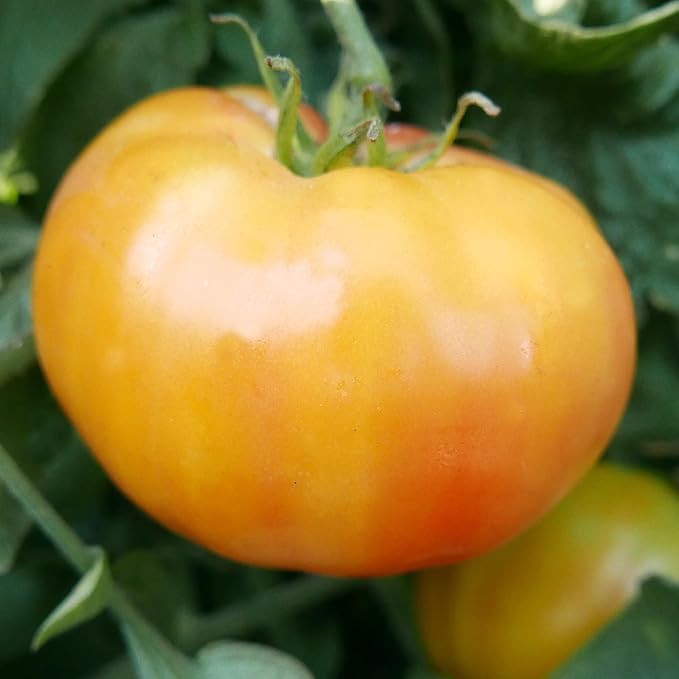 Hillbilly - Potato Leaf Tomato Seeds - 300 Mg Packet ~65 Seeds - Non-GMO, Heirloom - Vegetable Garden - Solanum lycopersicum