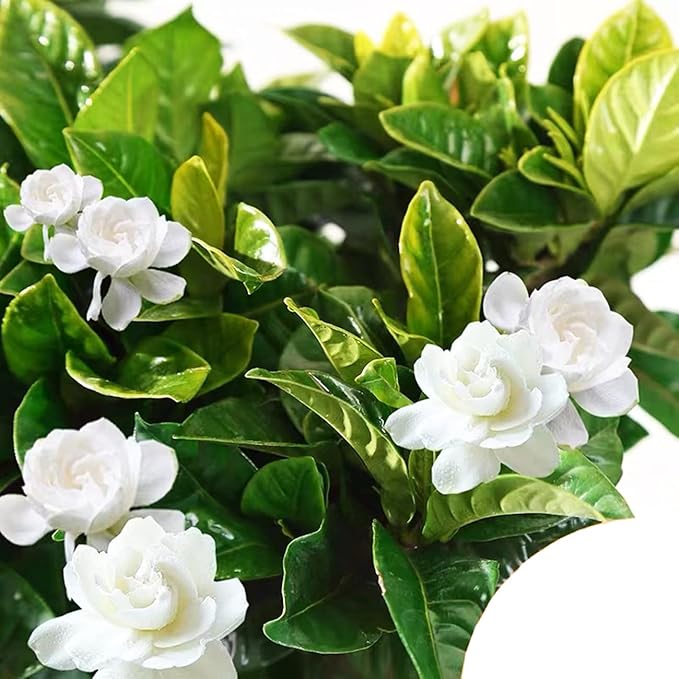 300+ Gardenia Seeds Cape Jasmine Flower Seed for Home Garden Planting