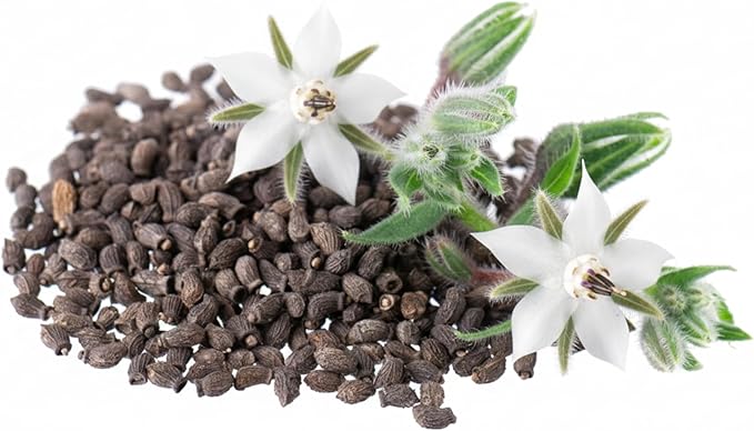 Seed Needs Borage Seeds for Planting White Borago officinalis Starflower - Non-GMO Heirloom & Untreated Herb Seed to Plant and Grow an Outdoor Home Grown Garden (2 Packs)