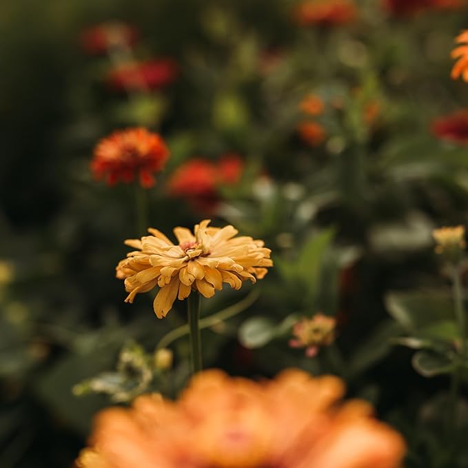 Cactus Flowered Zinnia Mix - 100 Seeds - Heirloom Giant Zinnia Variety, Attracts Bees, Butterflies & Pollinators, Non-GMO Flower Seeds for Planting Outdoors in The Garden, Thresh Seed Company