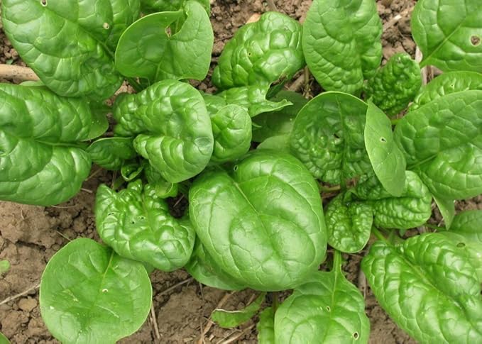 Seeds Vegetable Four Season Spinach Giant - 300 Seeds