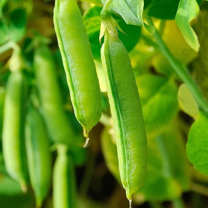 Sugar Snap Pea Garden Seeds - 5 Lbs - Non-GMO, Heirloom Vegetable Gardening Seed