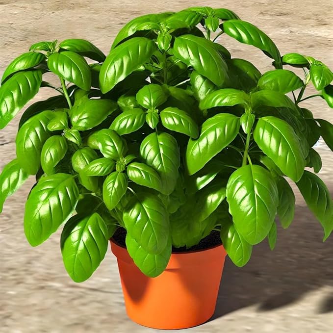 Large Leaf Basil Seeds 700+ Seeds for Planting Non-GMO