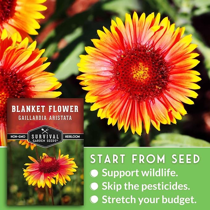 Blanket Flower Seeds for Planting - Perennial Gaillardia Aristata Firewheel Wildflower, Drought Tolerant Native Flower Seeds - Survival Garden Seeds (1 Pack)
