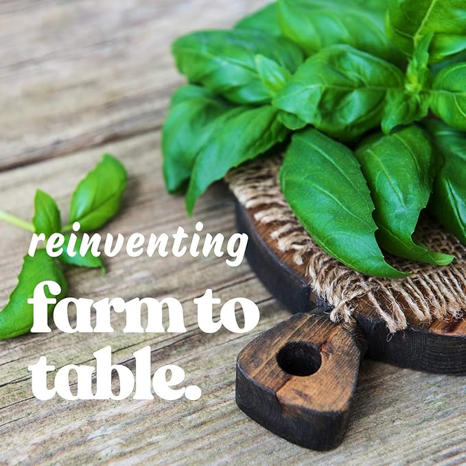 Licorice (Anise) Basil Herb Garden Seeds - 2 g Packet ~1000 Seeds - Non-GMO, Heirloom - Culinary Gardening Seeds - Ocimum basilicum