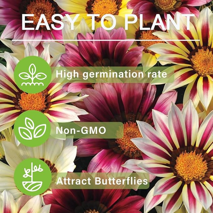 100+ Gazania Seeds Ground Cover for Planting Outdoor-Gazania Splendens Seeds Heat & Drought Tolerant Garden Flower